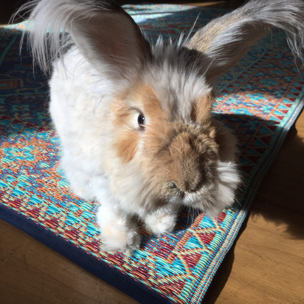 Photo of an angora rabbit.